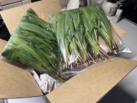 行者にんにく　たっぷり500ｇ　山菜　人気商品