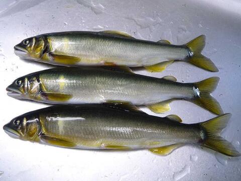 地下水育ち　鮎うるか　熟成2年物