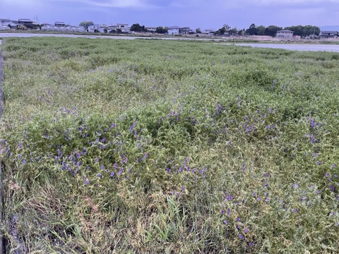コシヒカリ５分づき精米５㎏　 小松島市生物多様性農業推進協議認証　いのちはぐくむ田んぼ米　令和7年産特別栽培米コシヒカリ玄米100%使用