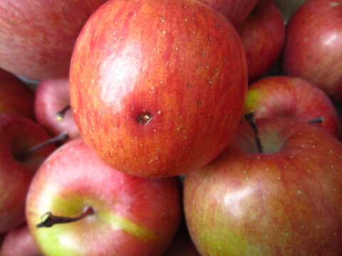 加工用にいかがでしょうか 訳ありサンふじ 総重量 約4.5kg 青森県 南部地方産 自家りんご農園生産直送品！