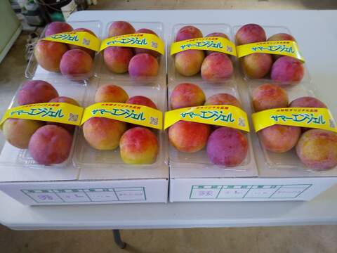 7月下旬発送予定（山梨県産スモモ： サマ－エンジェル 約4K）