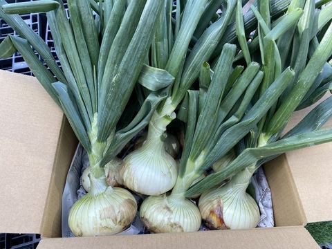 葉まで美味しい★艶ピカ新玉ねぎ　葉付き10玉