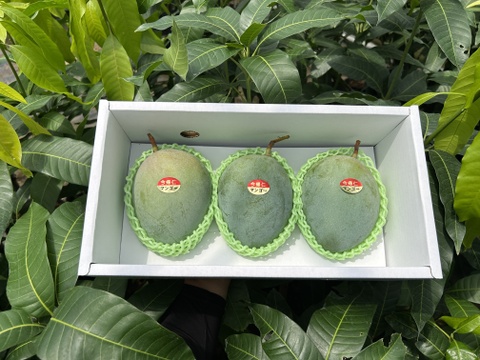 【贈答用】沖縄県産キーツマンゴー　1.5kg（2~3玉）