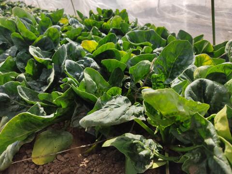 ✨【激レア】【今だけ限定】イタリアの黒い宝石“ベビーネロ”約80g＋旬のお野菜セット｜農薬・化成肥料不使用✨