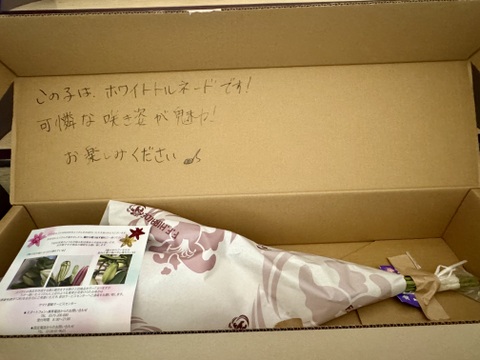 【久々登場】■ホワイトトルネード5本束■白八重ユリさん♥小ぶり！？で飾りやすさに定評があります！！簡易包装