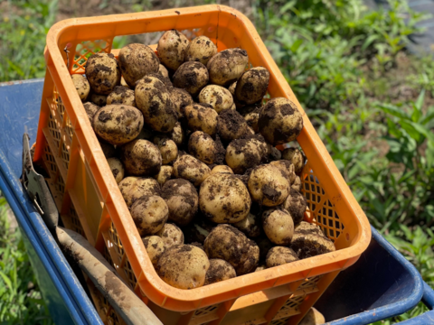 【健康至高】深い自然の甘みが際立つ！新じゃがいも「キタアカリ」3kg