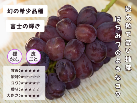 お盆シーズンにお届け可能　シャインマスカット入り　『岡山県産ぶどう』　おまかせ3種食べ比べセット　1.5キロ以上