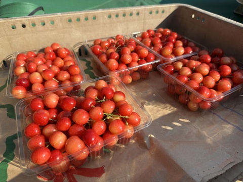 【 珍商品 】【 さくらんぼ：佐藤錦：双子ちゃんパック 】山形県天童産 500g【 届いてビックリ！！ 】【 訳あり 】父の日のプレゼントに💖🍒