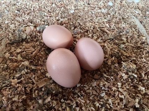 稀少な名古屋コーチンの平飼い自然卵（有精卵）20個