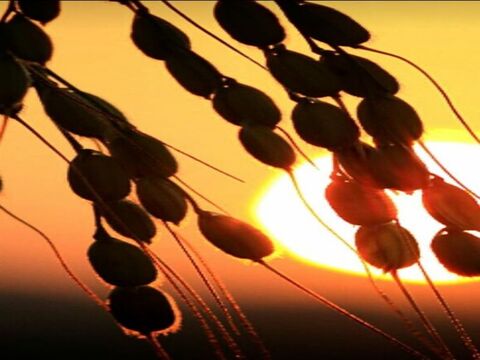 🌾お米ソムリエが作る🎯令和7年新潟県五泉市四ヶ村産ゆきん子舞5kg白米✨️