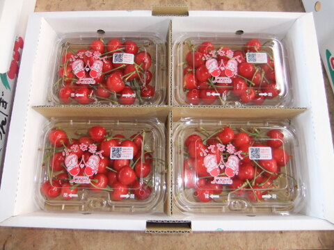 さくらんぼ　佐藤錦　家庭用　180ｇﾌｰﾄﾞﾊﾟｯｸ4Ｐ