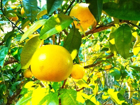 伊豆の朝採りグレープフルーツホワイト 農薬 肥料 除草剤 全て不使用