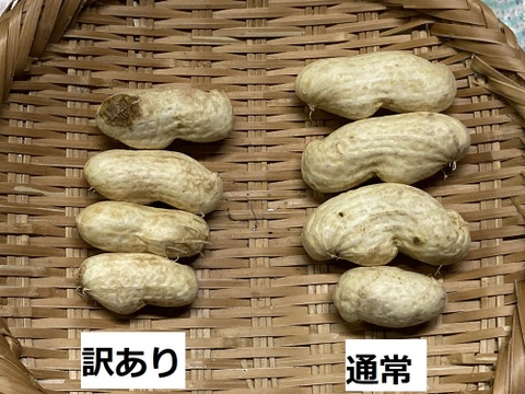 【訳あり】【今旬！生落花生】＜秋限定の大粒#おおまさり1kg＞茹でてホクホク甘い#栽培期間中農薬不使用栽培