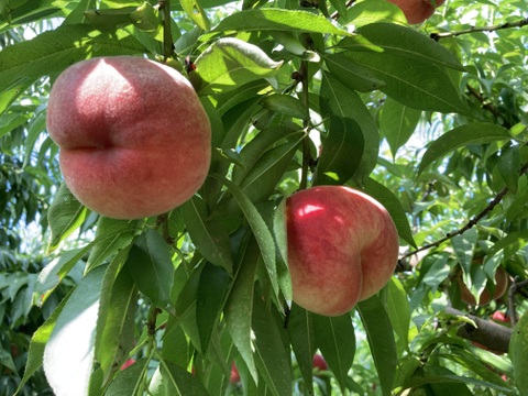 🍑夏ギフト🍑果汁たっぷり！旬の白桃・品種おまかせ（約2kg・6〜8玉入り）（贈答用）