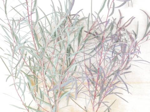 ユーカリ枝物【ニコリ】(50～60㎝/10本)インテリアをおしゃれに！アレンジにも