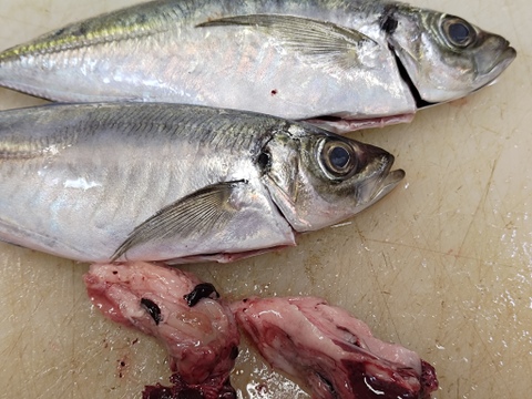 【期間限定】どんちっちアジ/高級ブランド/脂質10％/以上/トロアジの最高峰/900～1000ｇ【冷凍】【2025新物】