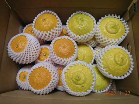 秀品🍊贈答に！
"不知火（伊豆デコ）" &"はるか"の　初春のうれしい食べ比べセット！ 　正味4.0㎏