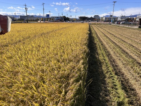 希少なブランド米    岐阜ハツシモ  
令和7年産  白米🍚
