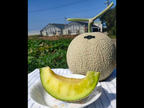 渥美半島産＊マスクメロン/２玉入