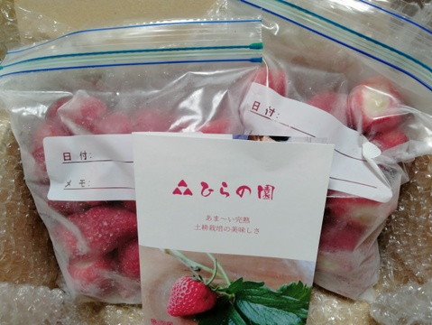 【1kg】ひんやり冷凍イチゴ★紅ほっぺ500g×2袋★かき氷やスムージーに！完熟×土耕でしっかり濃い！