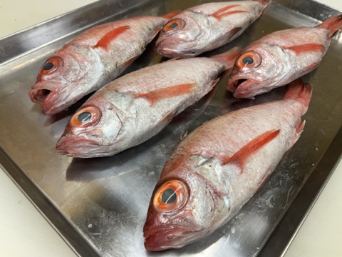 のどぐろ/赤ムツ/山陰の最高級魚/大型/５匹セット/900～1000ｇ【冷凍】【在庫あり】