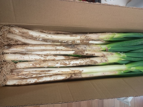 ✅🎁人気NO.2🚩✅【冬タイムセール】🎁至福の極甘ネギ❗️❗️⭕️Mサイズ【3本増量】30本❗❗3,080円→980円<約3kg>✨信州産✨【特別栽培】✨