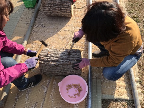 【原木栽培】美味しさがギューッと詰まった！原木栽培シイタケ　安心・安全の無農薬、国内（神奈川県）産、味が強くて美味しいシイタケ（約400g）