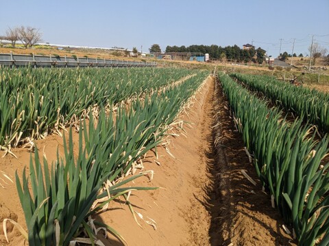 【最高糖度15度超え】日テレ出演で話題💡400年の土壌にギリギリまで眠らせた泥パックネギ【お得な大容量パッケージ約１キロ】