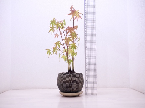 ミニ盆栽【紅葉🍁ヤマモミジ×白黒縞陶器】高さ40cm×横12cm【夜市限定】