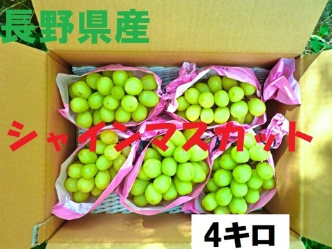 シャインマスカット 4 Ｋｇ シャインマスカット 4キロ：長野県産のシャインマスカット｜食べチョク
