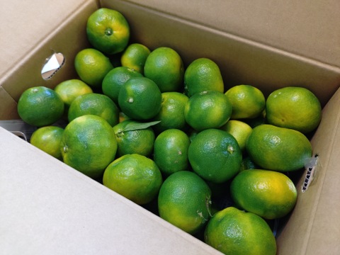 【3k箱　みかんシーズン到来の極早生みかんです　家庭用大小さまざま　除草剤使用無 万田酵素散布】