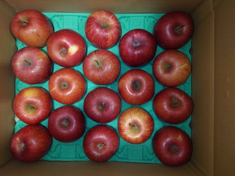 信州産葉とらずサンふじ5kg11〜18個入り　信州古畠りんご園直送　贈り物にもご家庭用にもおすすめ