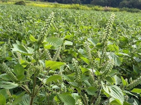 生搾り！『常陸圀えごま油』（ご家庭用・100g×4本）／非加熱圧搾法