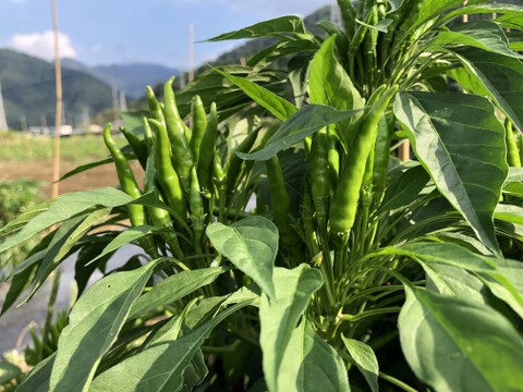 未来へつなぐ 固定種・在来種 自然栽培野菜セット80サイズ　農薬不使用　有機肥料含む全ての肥料不使用