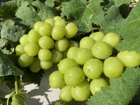 数量限定《訳あり》家庭用　　岡山県産シャインマスカット　粒詰め合わせ約350g×4p