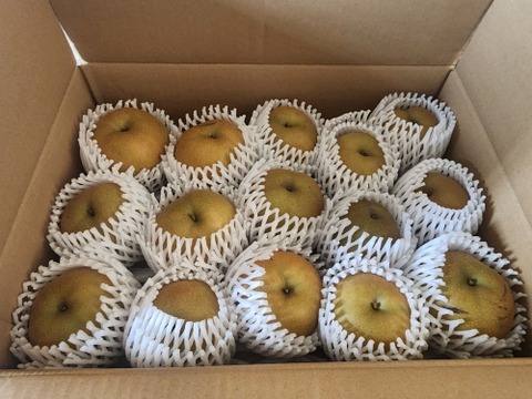 【家庭用】鳥取県の梨「新甘泉」糖度14度　約5ｋｇ