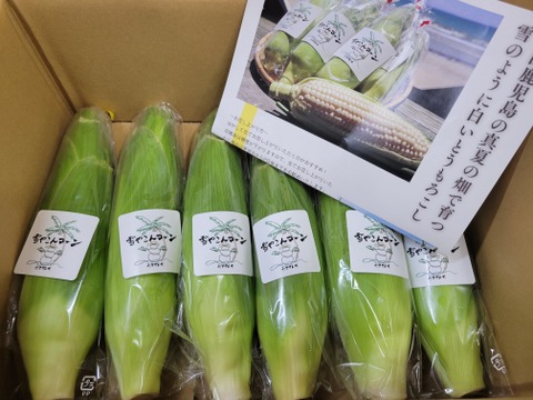 糖度20度超え!白いとうもろこし雪やこんコーン【6本】