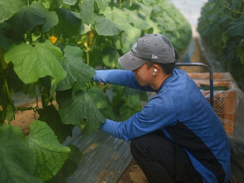 【金の土】ナスとキュウリのセット【５ｋｇ】《篤壌シリーズ》(5kg)