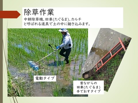 10kg　玄米食に最適！「はるみ」自然栽培米　農薬不使用　玄米 玄米食に最適「品種：はるみ」自然栽培米 10kg：神奈川県産のお