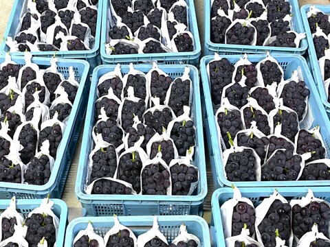 芳醇で濃厚な味わい！大粒『巨峰』1kg以上　2房〜4房