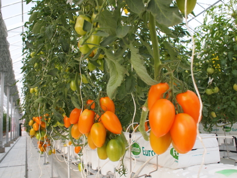 【冬ギフト】湘南ポモロンレッド＆ゴールド　プレミアム ジュースセット（500g×各1本）ギフトボックス入り