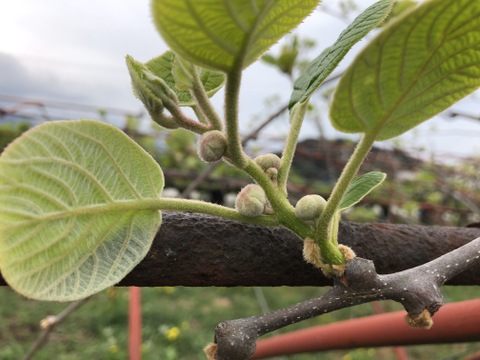 緑色でも高糖度！山梨県産キウイフルーツ（香緑）1.75〜1.8kg