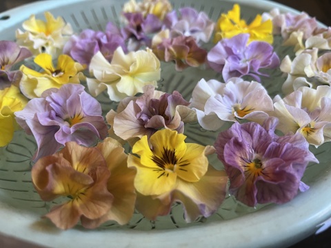 【フリル咲パンジー】40輪　※終了しました。