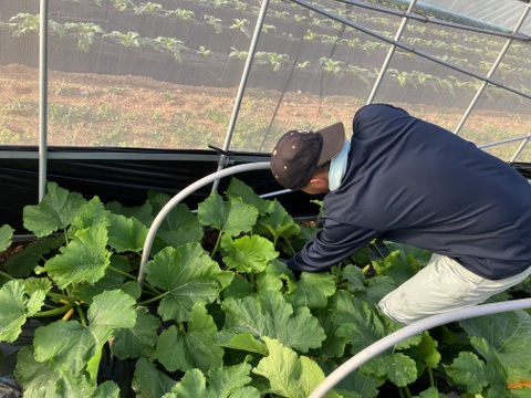 色鮮やか💛石垣島産ズッキーニ 不揃い7〜8本入り