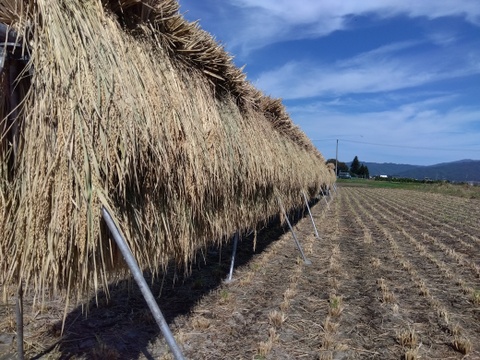 稲架かけ・天日乾燥｜長野県産「にじのきらめき」農家直送5：長野県産