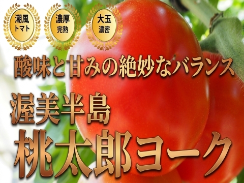 🍅初夏の晩酌がうまくなるトマト🍅品種指定『桃太郎ヨーク』切るだけでつまみになる☆お試キャンペーン約1kg【6月上旬予約】
