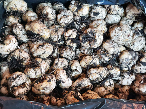 収穫後 数か月寝かせて甘みを増やしています　ほくほくしてほんのり甘～いゆり根 3袋 （100g×3個）（訳あり商品）鹿児島県産 化学肥料不使用・除草剤不使用　もみじファーム