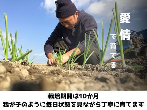 【極甘ジューシー】淡路島 春の新玉ねぎ 2kg箱 約6～8個入