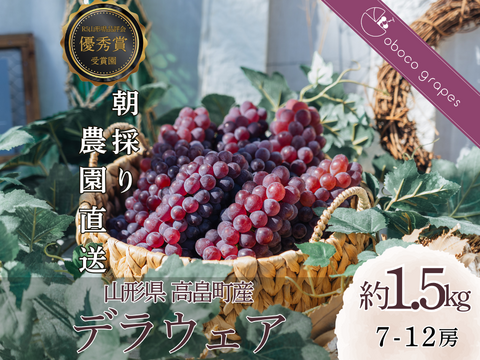 【2026年予約販売】甘さ弾ける！『デラウェア』1.5kg(7-12房)【お中元】