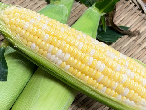 【2024夏】7月中旬～甘い❗果汁したたるドルチェドリーム🌽4㎏（朝穫れとうもろこし）